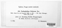 Image of Endophyllum dichroae